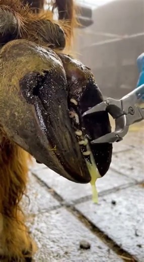 This ABSCESS BURSTS out!!!#Cow #CattleCare #cowcare #farmanimals #hooftrimming