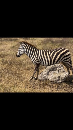 The Zebra’s Unique Camouflage Zebras may look simple, but their stripes serve a fascinating purpose. They create an optical illusion that confuses predators, especially when zebras move in a herd. Watching them in the ngorongoro and serengeti is an unforgettable sight, particularly during the Great Migration. 8-day migration safari ✅ Day 1: Arrival in Arusha ✅ Day 2: Tarangire National Park – Game drive ✅ Day 3: Fly to Serengeti – Full-day game drive ✅ Day 4: Northern Serengeti – Witness the Gre