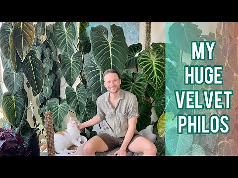 MY MOST BEAUTIFUL PHILODENDRONS - full velvet philo plant collection :)