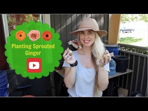 Planting Sprouted Ginger
