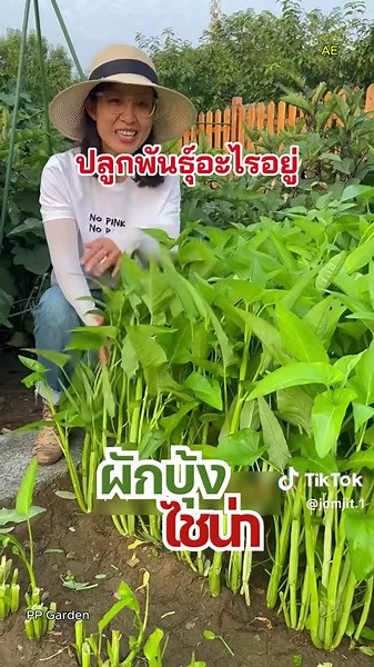 ผักบุ้งไชน่า ปลูกง่าย โตไว เก็บขายได้ใน 20 วัน