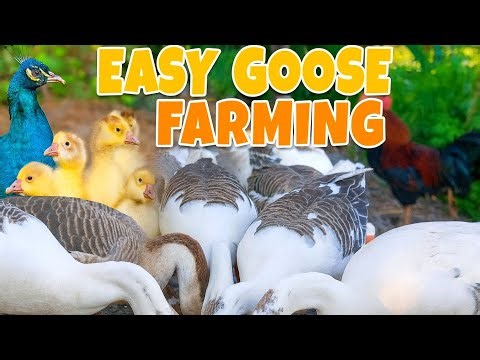 Goose Family Farming 🐣 | Easy Tips for Quick Profit