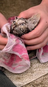 Trapped in a filthy mud pit, she was covered in layers of muck, struggling to stay afloat. Weak and exhausted, her tiny body was stuck, and survival seemed unlikely. Left alone in this desperate situation, she needed help more than ever. 👉 Find out what happened next in the first comment 👇👇 #AbandonedKitten #AnimalRescue #HopeForAnimals | Where Kindness Begins