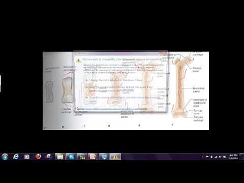 Basics of Bone Formation
