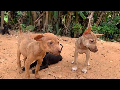 Puppy Playtime Compilation | Cute & Funny. #puppies​ #puppyplaytime