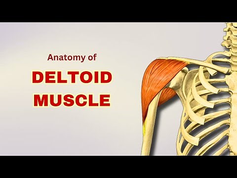 Deltoid Muscle Anatomy | Muscle of Scapular Region | Doctor Speaks