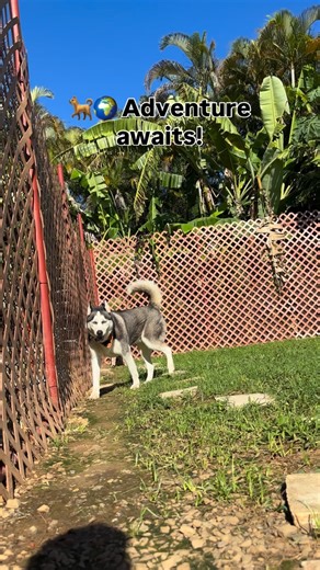 Watch our curious pups explore every corner of the backyard at DogWorldPR, full of discovery, play, and tail-wagging excitement. Give your dog the ultimate exploration and care experience. 📲 Book their stay or shop our premium products at DogWorldPR.com 787-550-8441 ❤️ Like, share, and tag a dog lover who dreams of backyard adventures! #DogWorldPR #DogExploration #HappyPups #PetBoardingPR #PuertoRicoPets | Dog World PR