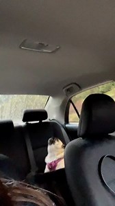 Monday Mood 😫📢✨😂 @pdxpeaches | Pugs