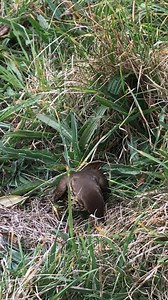 Birds need to keep their feathers in top condition. One of the ways they do this is to “ant”. They actively pick up ants and rub them on their feathers; the chemical excretion from the ants is thought to help get rid of parasites. #Springwatch BBC Springwatch video: Paul Stancliffe | BTO British Trust for Ornithology