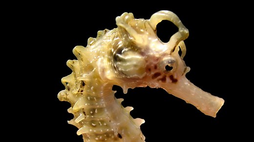 Five Facts About Seahorses | Britannica