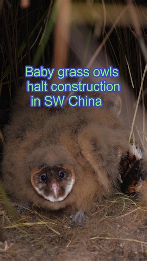 A group of baby Chinese grass owls was spotted in Chengdu, southwest China's Sichuan Province, amid construction of a factory area. Work was promptly halted to safeguard the national second-class protected animal species. #China #birds #GrassOwls #conservation | China Xinhua News