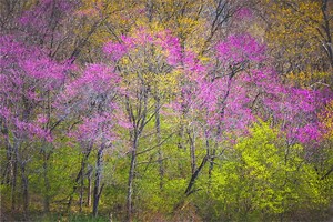Redbud Tree Spring Forest Photography Print Wall Art - Etsy