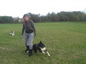 Border Collie - Tricks Show