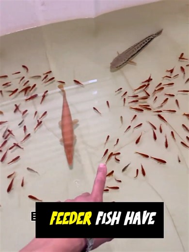 #arapaima #monsterfish #aquariumfish #piranhas #predatorfish