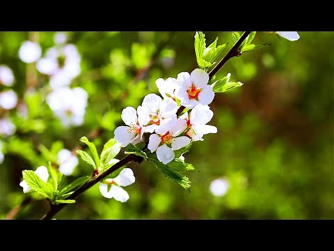 100％広告なし【仕事がはかどる聞き流し音楽】作業用・勉強用BGM ー集中、リモートワーク、コーヒー音楽、読書、リラクゼーション