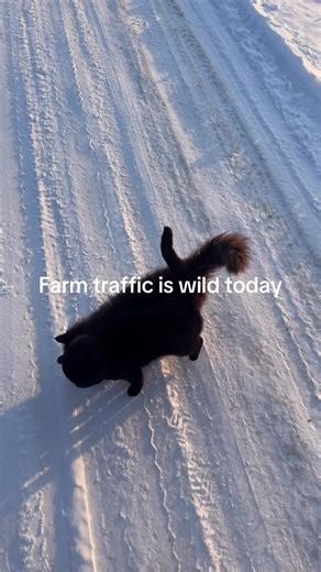 Farm Life: Grateful for My Feline Friends