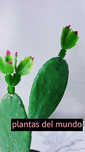 cómo plantar varias plántulas de la planta de flor de mayo en el cactus mickey #exito | Plantas del mundos