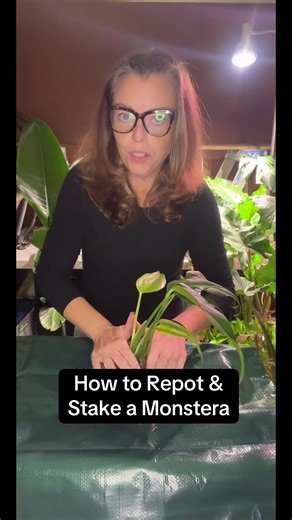 Root rot isn’t caused by too much water, it’s caused by not enough oxygen in the soil 🌱 In this video, I break down: • Why roots rot in dense peat coco coir • How soil actually breathes (water in → air out → water out → air back in) • Why chunky amendments create air pockets roots need • What real root rot looks like and why you should cut all of it • Why going up more than 1–2 inches in pot size causes problems • And why I kept this Monstera in the same pot size Healthy roots need moisture oxy