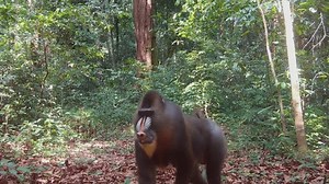 Colourful male mandrill silently strolling through the African rainforst