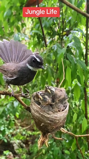 Exploring the Wonders of Jungle Life