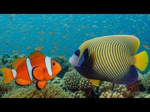 AMBIENT UNDERWATER PIANO 🎹 Calm Aquarium Music for Focus, Peace & Flow