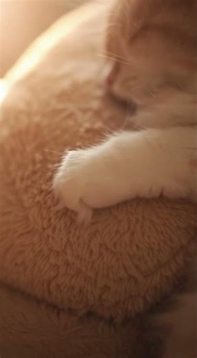 Cat Hugging Stuffed Bear in Cozy Room