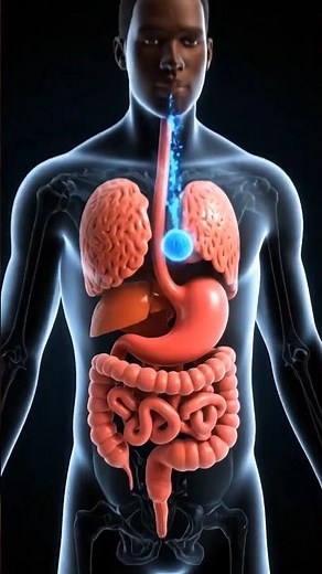 Inside Your Digestive System: The Full Journey of Food in 3D