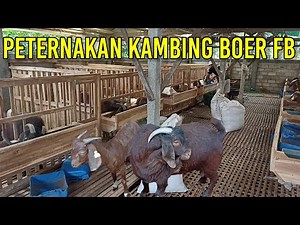 PETERNAKAN KAMBING BOER FULLBLLOOD GONDES JAYA FARM DENGAN PEJANTAN RED BOER