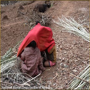 274K views · 3.4K reactions | It time for Rural Nepali garthering Organic fertilizer for their farmiling. | Nepali Village Family | Facebook
