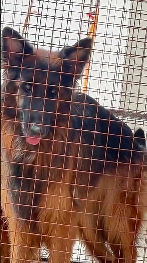 German shepherd vs Labrador कौनसा सा डॉग ले? #germanshepherd #labrador #gsdindian