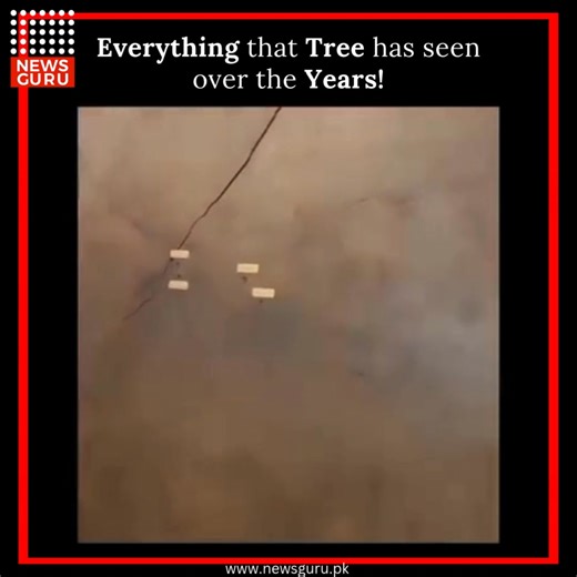 Every ring in a tree’s trunk is a memory. Formed year by year, these rings reveal not just the tree’s age but the conditions it lived through—rainy seasons, droughts, harsh winters, and even nearby disasters. Light rings grow in spring and summer, dark ones in fall and winter, marking each passing year. By reading these patterns, scientists can trace climate history, date ancient structures, and understand how the environment has changed over centuries. Trees quietly record time itself. NO COPYR