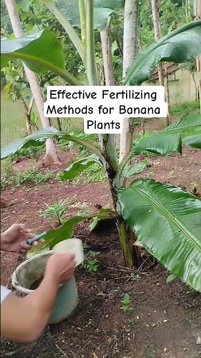 Effective Fertilizing Methods for Banana Plants #banana #gardening