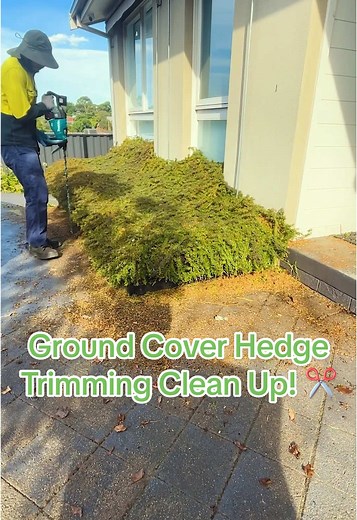Ground Cover Hedge Trimming Clean Up! ✂️