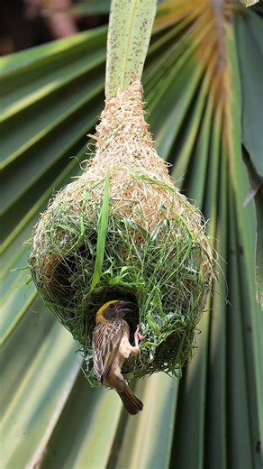 Impressive Of Bird Engineering and Bird Constructions 12048#birds #birdhome