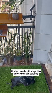 Living in the city with your dog? Make potty breaks easier & more frequent with these real grass patches for dogs of all sizes! Perfect subscription for inside an apartment or on a balcony to help with training and life’s busy days. 🌱 Real green grass for potty trips & training 🗓️ Flexible subscription options to fit your schedule 😊 Neutralizes odors, sort of like a cat litter 🏙 Ideal for apartment living 🌧 Perfect on rainy days 🦴 Starts at just $32.20 | DoggieLawn