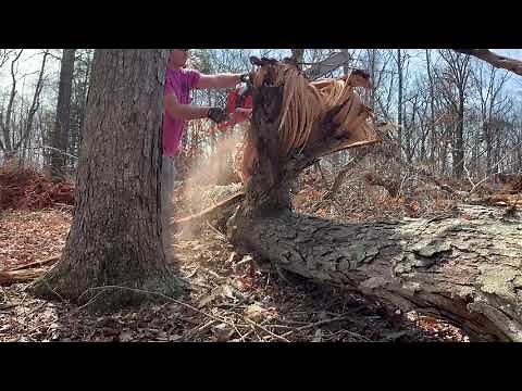 Echo CS-620PW X-Series Chainsaw Review Ep. 6