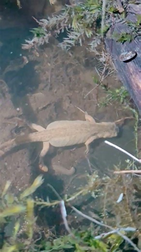 Female Smooth Newt hunting in Wildlife Pond England