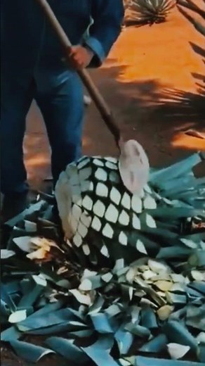 The Secret Hidden Inside! 🍍 The Incredible Agave Harvest Process