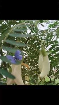Empat Jenis Bunga : Amorphophallus Titanum- Cocos Nucifera Plantomor- Sesbania grandiflora