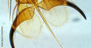 Leg of fly under a microscope with floating bacteria, microbes and living organisms. Housefly leg. Insect under a microscope. Musca palm extreme close up. Fly palm with a sting and two nails.
