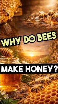 Why Do Bees Make Honey? #animalfacts #bee #natureexplained