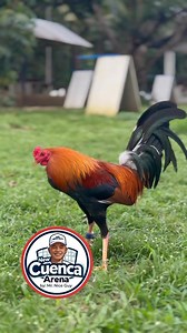 ANNOUNCEMENT‼️‼️ Sa akin pong mga masugid na manlalaban sa New Cuenca Cockpit Arena by Mr. Nice Guy. Una po sa lahat ay nagpapasalamat ako sa buong suporta na inyong ibinibigay. Padalawa po ay ang ating Huwebes at Sabado na 2hits ay gagawin po nating 30k per champion po para mapagbigyan po natin ang ibang manlalaban na gustong lumaban kasi nagkaka limit po. Dadagdagan natin ang sultada para mabigyan naman ng slot ang iba po. Hindi ko naman po pwede paramihin ang sultada na 40k ang premyo at tala