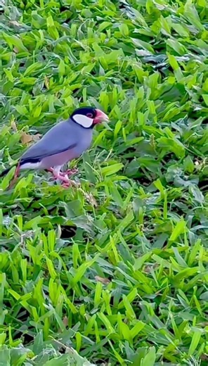 Java Sparrow in Hawaii 🩷🖤🐦🌴June 9, 2026