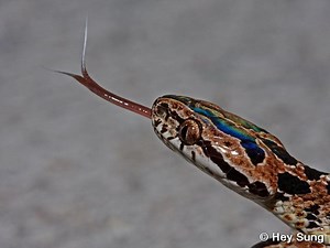 Boiga multomaculata - Alchetron, The Free Social Encyclopedia