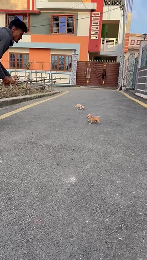 World's Smallest Breed Chihuahua in Nepal - 2 Months Old, 4 Inch Size!