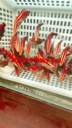 Ruby Red Perch