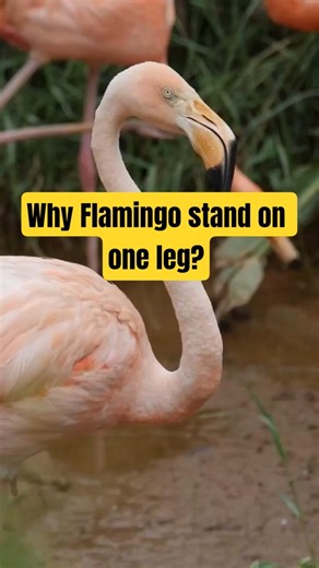 The REAL Reason Flamingos Stand on One Leg! 🦩🤯