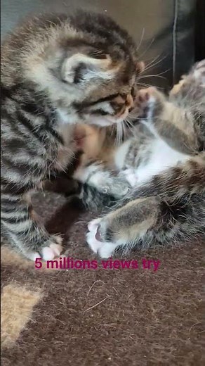#kitten