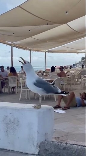 🤣🕊️ Naughty Seagull! Mocks Human Falling, Even Emits "Hahaha" Laughter! So Mean! 😂#seagull #funny