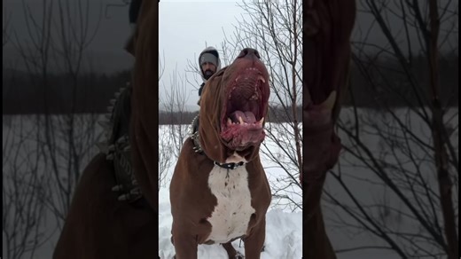 Hulk Is Alive and Still the Most Incredible Pit Bull Ever